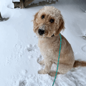 Fluffy golden doodle sitting in the snow with snow on his nose and a green leash.