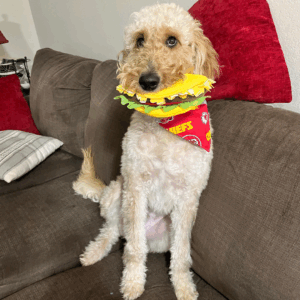 Fluffy golden doodle wearing a Kansas City Chiefs bandana and holding a hamburger toy on a couch.