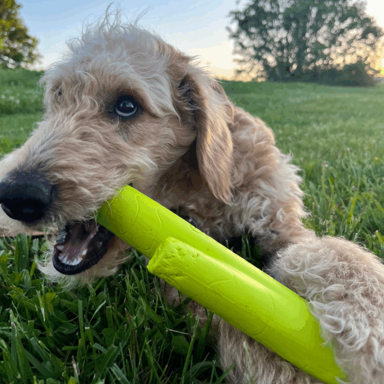 Curly-haired dog chewing on a bright yellow toy while laying in the grass at sunset.