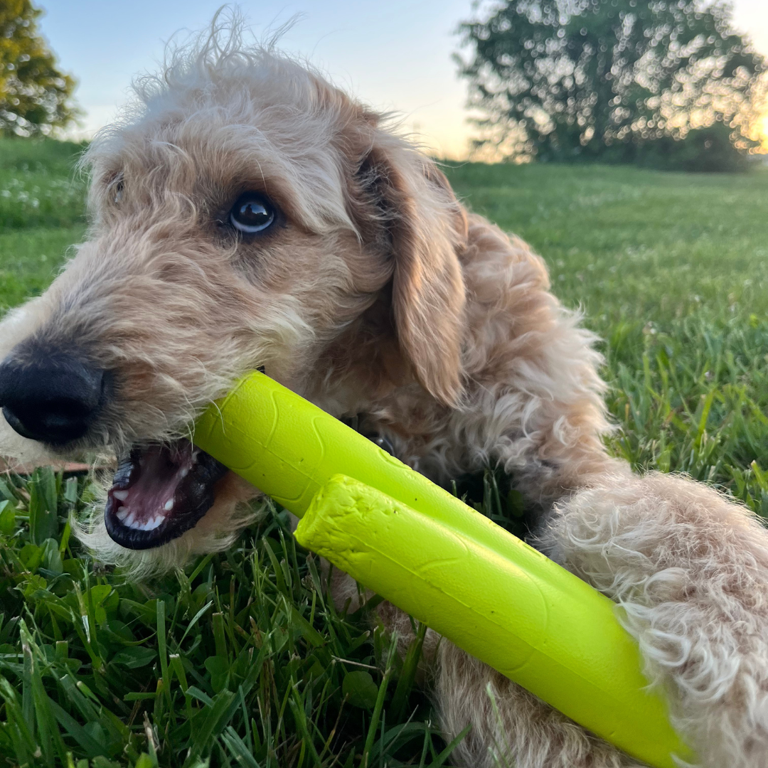 Curly-haired dog chewing on a bright yellow toy while laying in the grass at sunset.