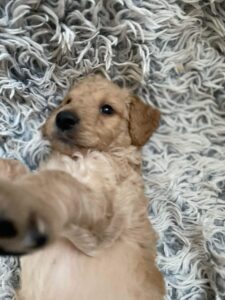 Adorable golden doodle puppy lying on a fluffy gray and white rug, reaching toward the camera.