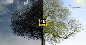 Comparison graphic showing a split image between 1080p and 4K Ultra HD quality using a tree in day and night lighting, illustrating the visual differences in video resolution.